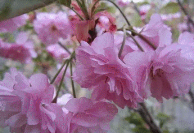 远处连绵不断的群山,山脚下几户农家,近处零星绽放的樱花,构成了一幅