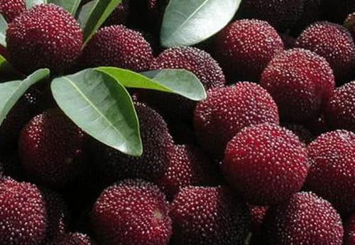 花青素含量高的水果有哪些 水果中花青素含量排名 看点快报