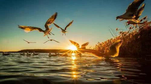 沙鸥翔集 锦鳞游泳 飞鸟歌唱 水流哗哗 这是秋天的沙湖 看点快报