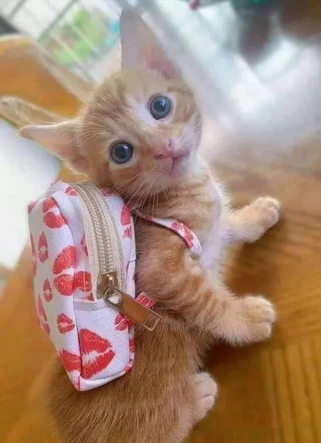 萌宠:这是你的猫吗?我舔啦!