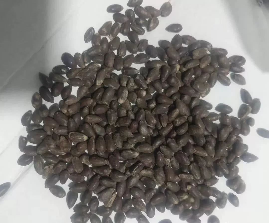 影响棉花种子破碎率的主要原因
