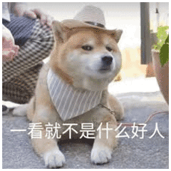 狗子戴抖音同款兔子耳朵帽子