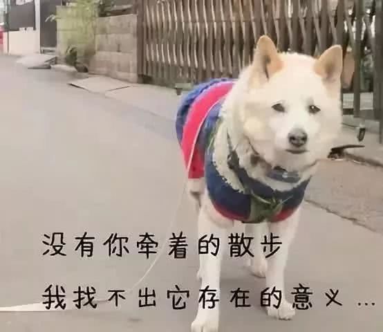 恭城养狗的朋友注意 9月起 再这样遛狗最高可罚500块 看点快报