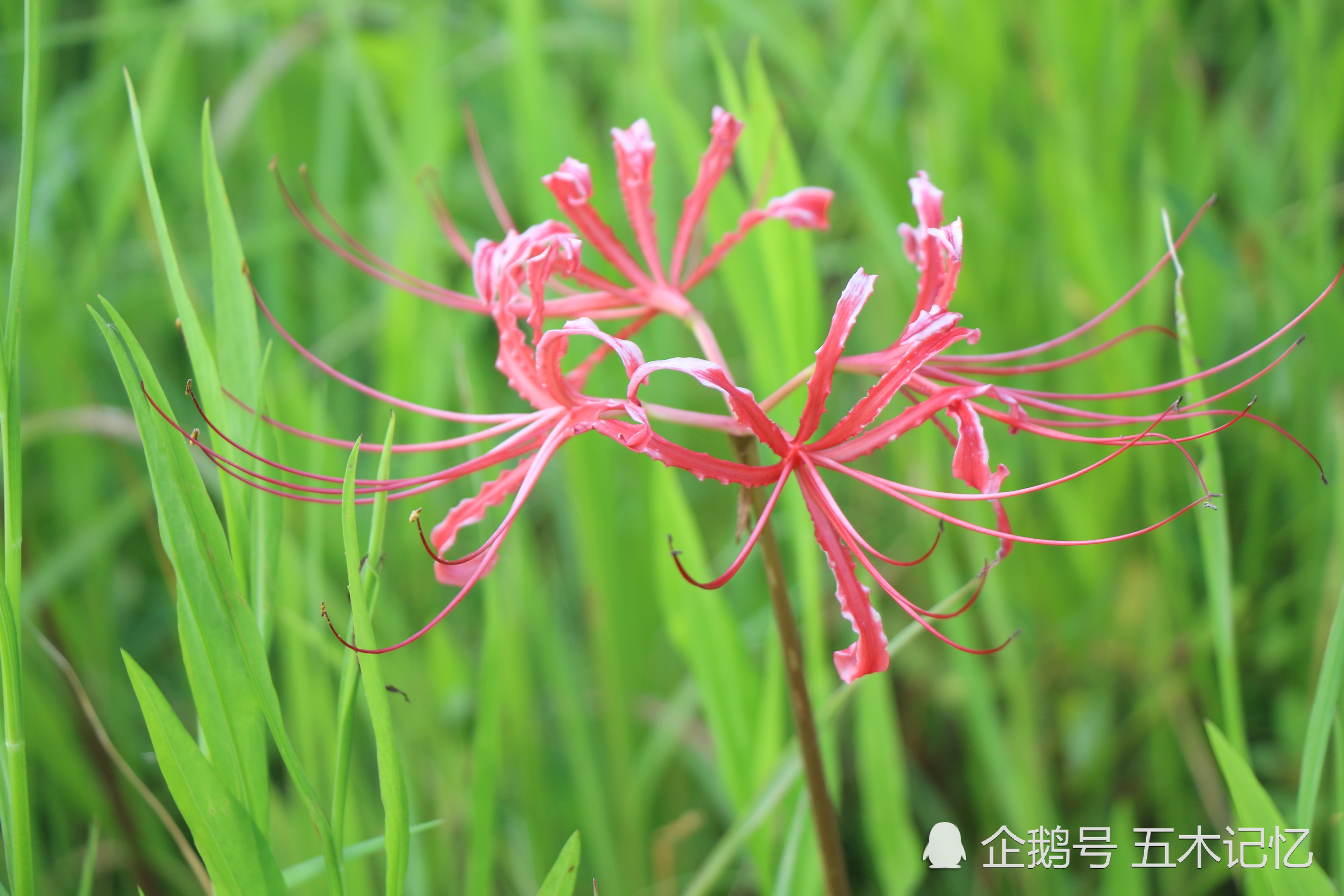 花不见叶 叶不见花 你见过的曼珠沙华是什么颜色 看点快报