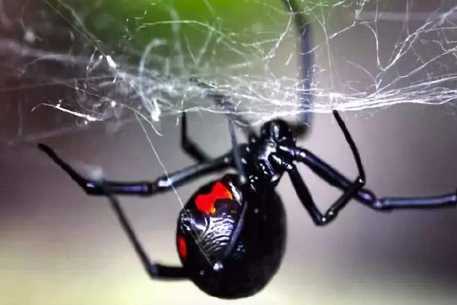 对于这种蜘蛛你了解多少?它有剧毒!