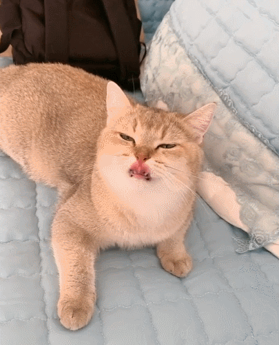 乖巧顽皮的小萌猫,看这画面,小猫咪简直可爱的扎心啦!