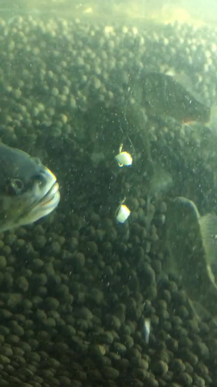 0?fmt=jpg&size=47&h=1280&w=720&ppv=1