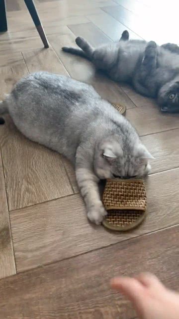恶搞宠物小猫视频，恶搞宠物小猫视频大全
