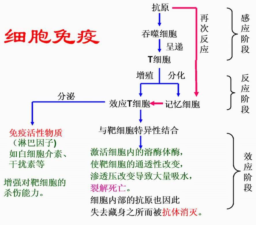 图四 细胞免疫过程图