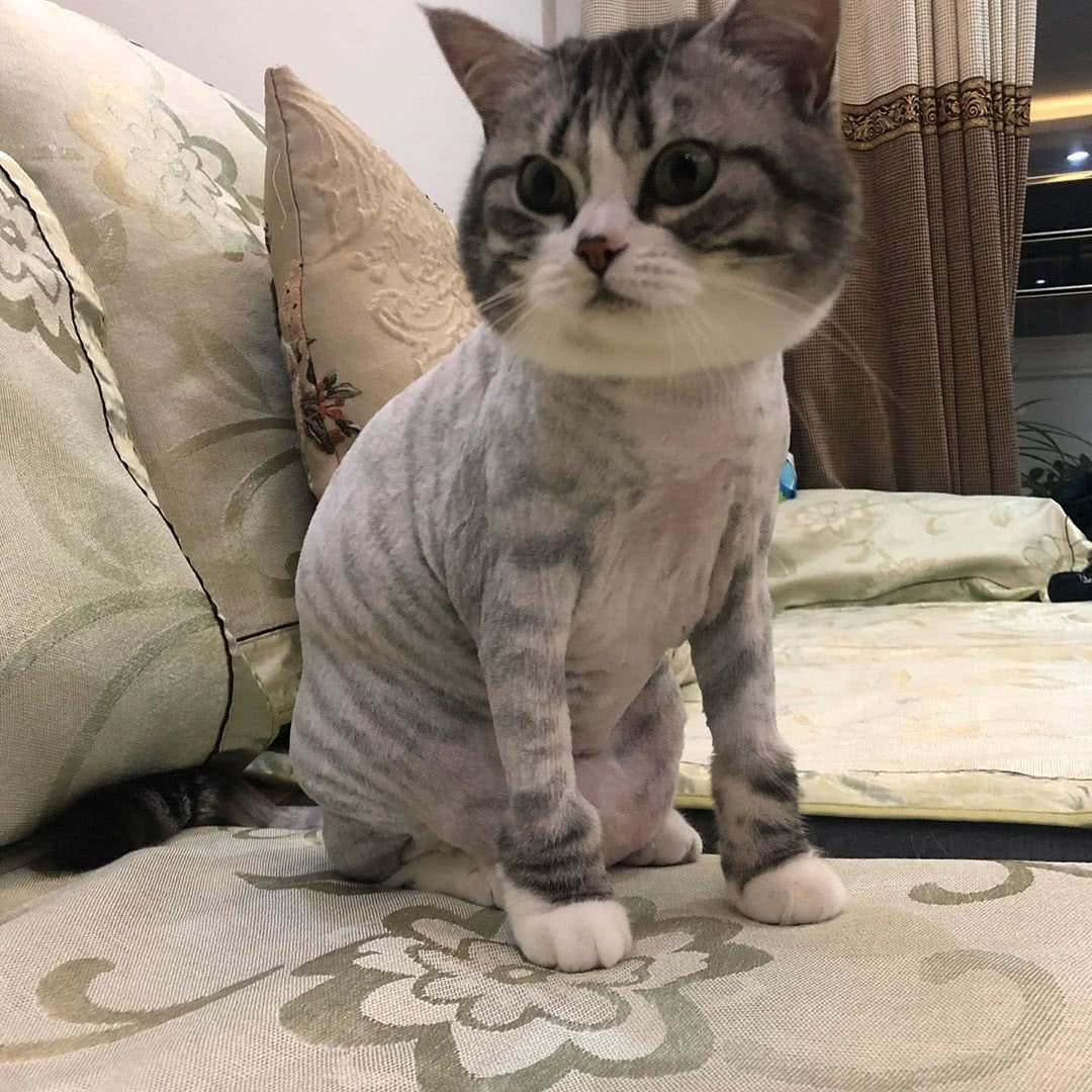 猫咪到底需不需要做剃毛美容 看点快报