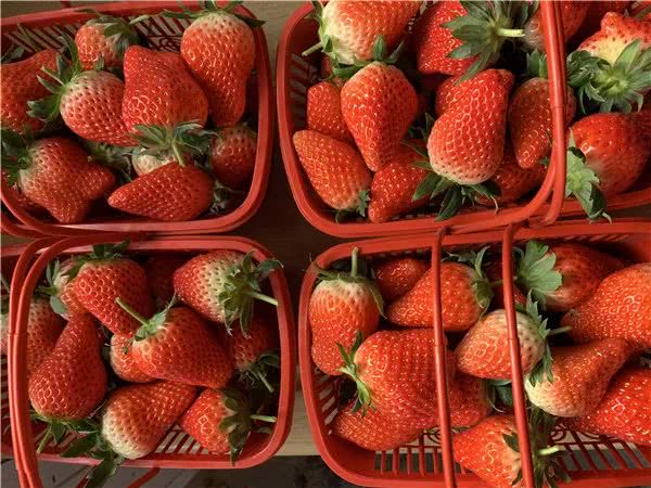 上马街道西张草莓园 草莓熟了 等你来摘 看点快报