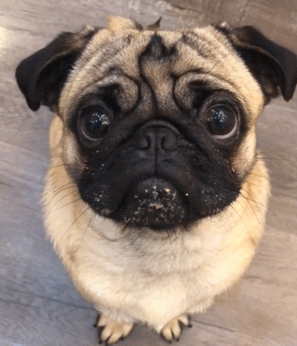 二货,萌宠,生活趣事,汪星人