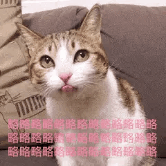 100张沙雕表情包 就这?就这?就这?