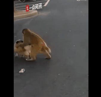 跟哮天犬打成一团,互相碾压