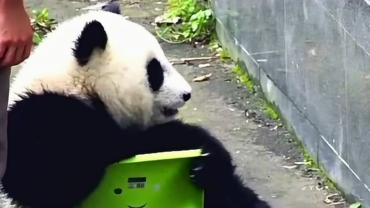 熊猫转身叉腿坐的那一刻我震惊了,真是不把自己当国宝,网友 不知道深浅
