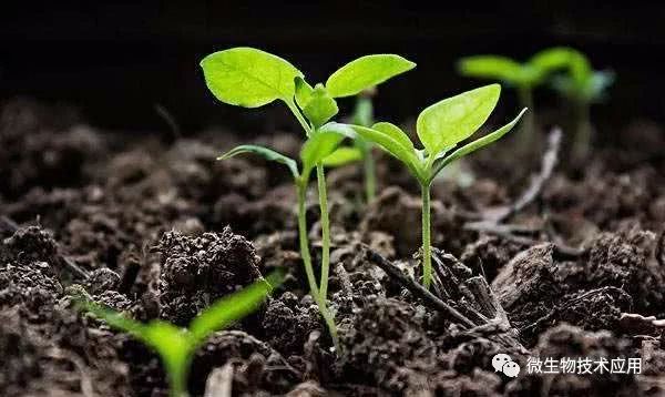 使用em菌种发酵有机肥的操作方法 看点快报