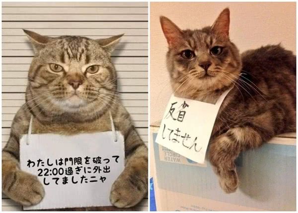泰国警察太搞笑 虎斑猫违反宵禁令遭 逮捕 看点快报