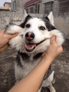 搞笑内涵:你再捏我脸我咬你了昂!汪星人快发飙啦