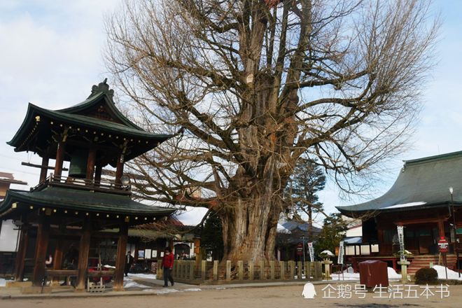 日本小京都的第一寺庙 寺中有一千两百年的银杏树 寺庙靠它成了网红 看点快报
