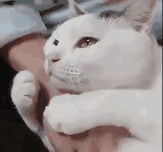 冬天猫咪怕冷吗?该怎么给猫咪保暖?