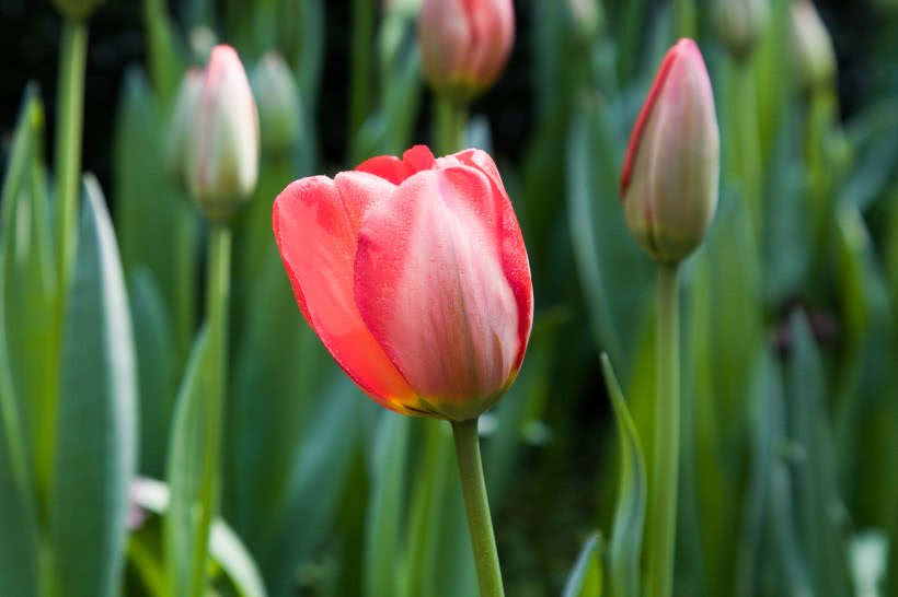 农历2月 缘分与桃花非常旺盛 收获幸福果实累累的四大生肖 看点快报