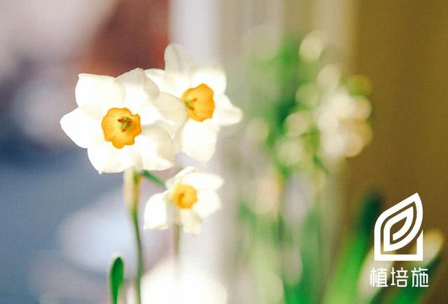 中国水仙球根宿根花卉 看点快报