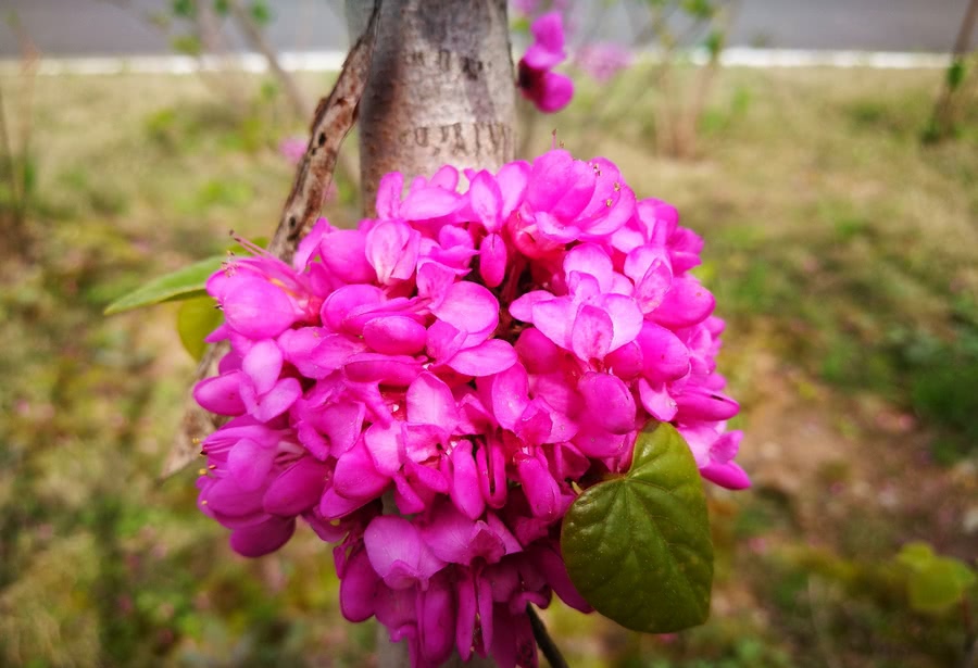 一种春天开紫色花的树木 木似黄荆花为紫色而得名 您可认识 看点快报