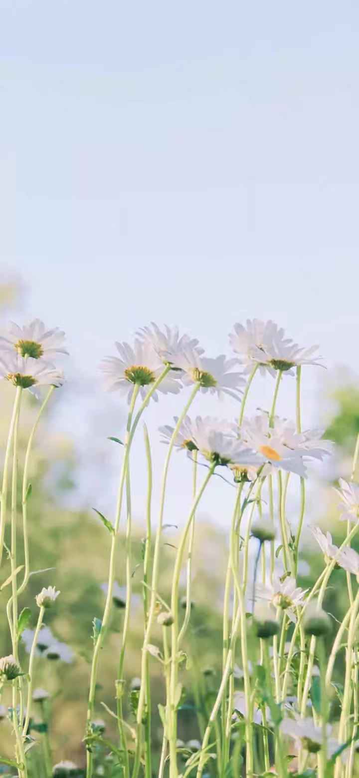 友友们拿图记得点赞关注我哦,每日更新精美壁纸图片头像背景墙,陪伴你