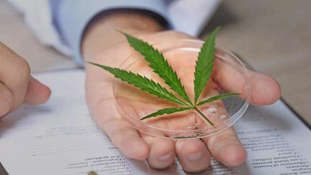 大麻and骨骼健康 看点快报