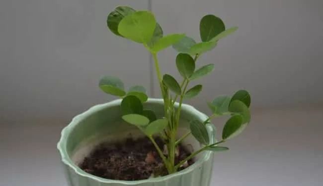 盆栽花生怎么种才好 看点快报