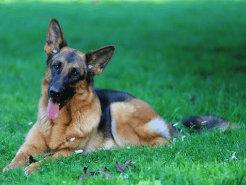 这是狗中最常见的遗传性凝血障碍 看点快报
