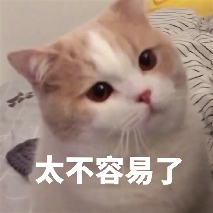 可爱萌宠猫咪搞笑表情包:我太可爱被抓起来了