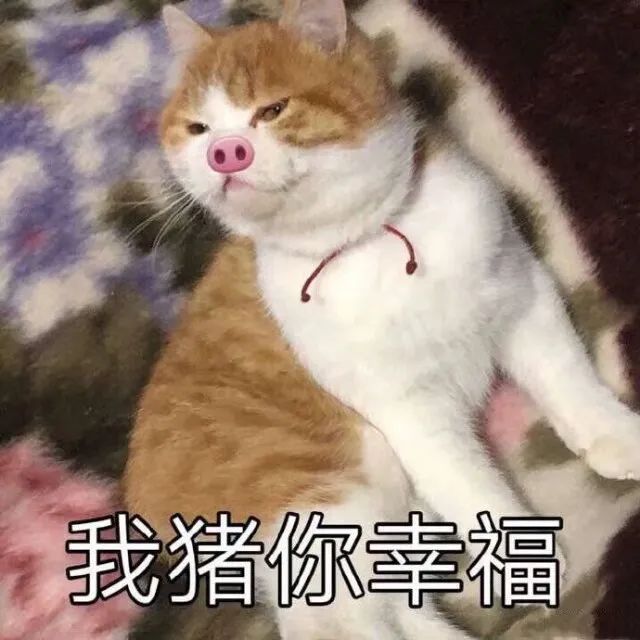 猫咪表情包,猫咪头像