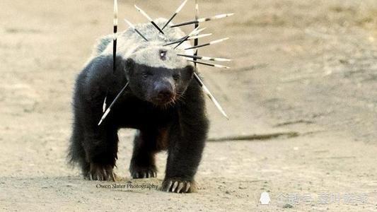 if the pitbull and the honey badger fight who has a greater chance of winning daydaynews