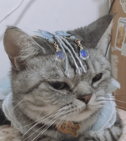 憨态可掬的小猫咪,瞧这软萌的小表情,真是个萌萌的家伙.