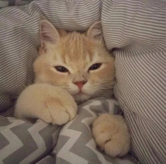 可爱