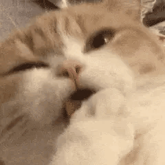 壁纸 动物 猫 猫咪 兔子 小猫 桌面 240_240 gif 动态图 动图