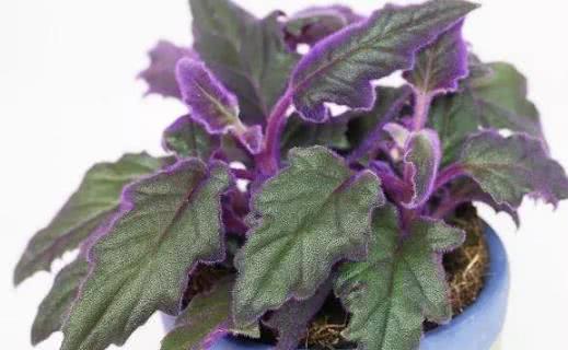 浪漫的紫色盆栽观赏植物大盘点叶片比花朵还要好看 看点快报