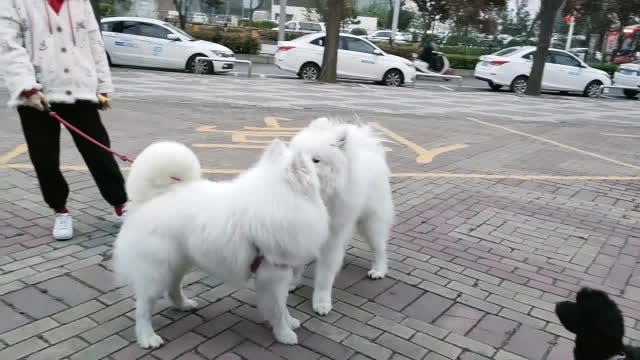 梦境奇缘，拾获萨摩耶的美丽邂逅