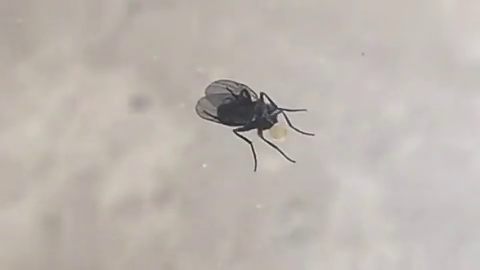 苍蝇恶搞视频，苍蝇恶搞视频大全