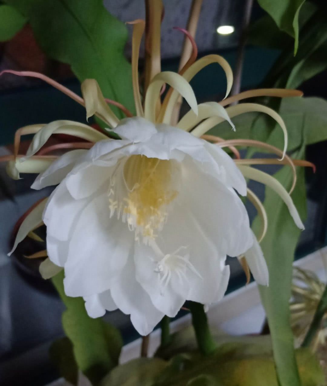 盛夏咏昙花 一段凄美的爱情故事 看点快报