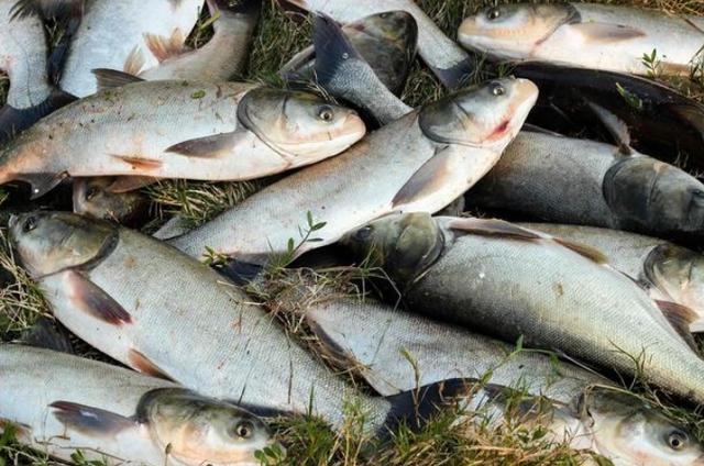 鲢鳙图片 腾讯网