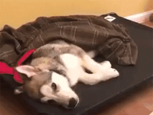 更重要的是,喝太多酒,伤肝伤胃,划不来~ 数绵羊不如数水饺 外国人数羊