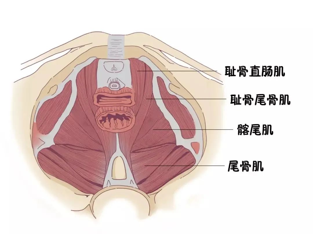 骨盆,盆底肌,产后,怀孕,妊娠,耻骨联合,盆底,骨盆修复,韭菜,医疗机构