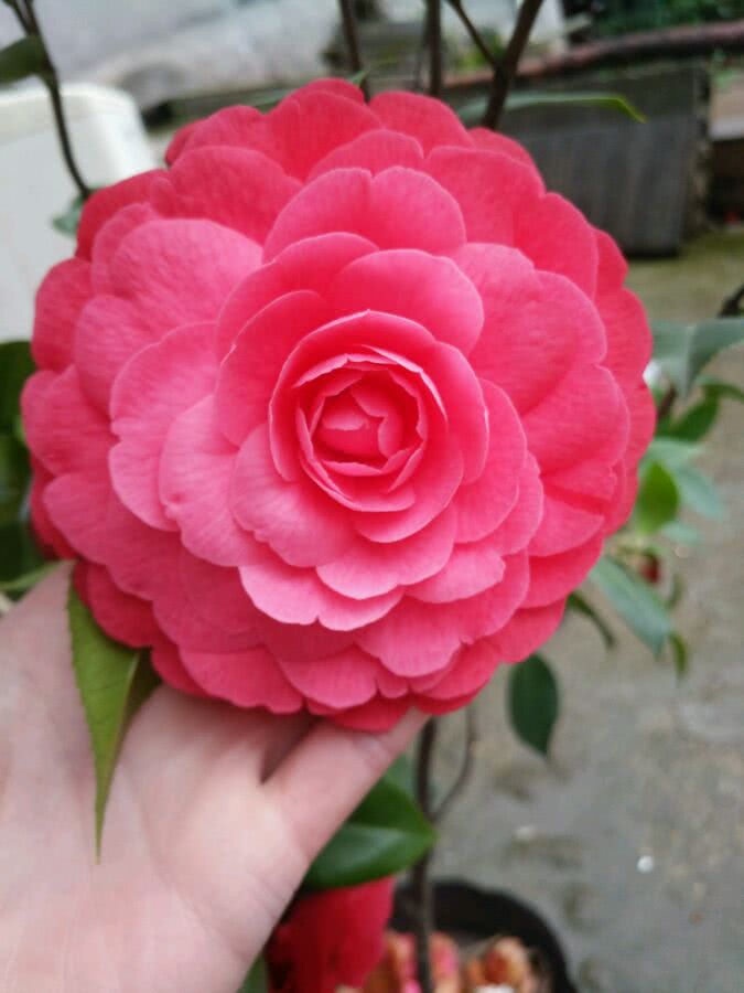 此中国传统名花 花大色艳 漂亮又喜庆 是盆栽佳物 北方也能养 看点快报