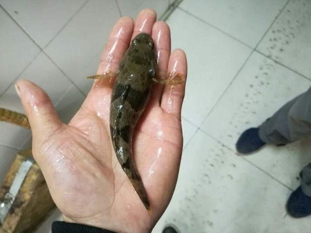 河里常见的小鱼,很容易捕捉,小时候不当好鱼,现一斤80