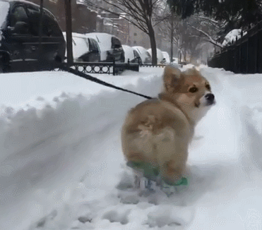 为了这个屁股,也要养柯基!