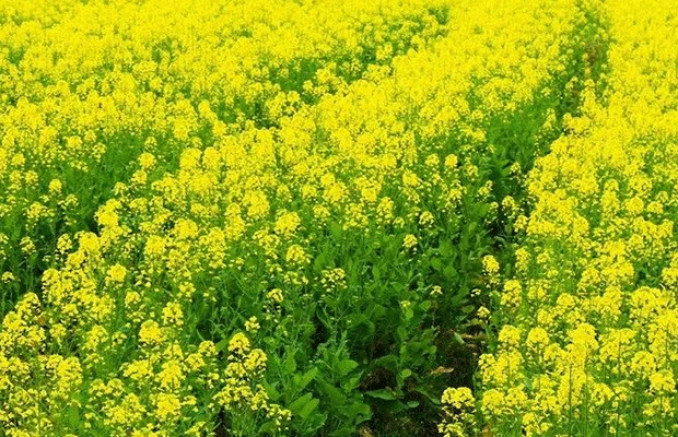 菜花依旧笑春风田间地头随处可见的油菜花已然成为孟津春天最彻