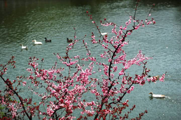 红叶谷不止有红叶 红花盛开时也花动泉城 看点快报