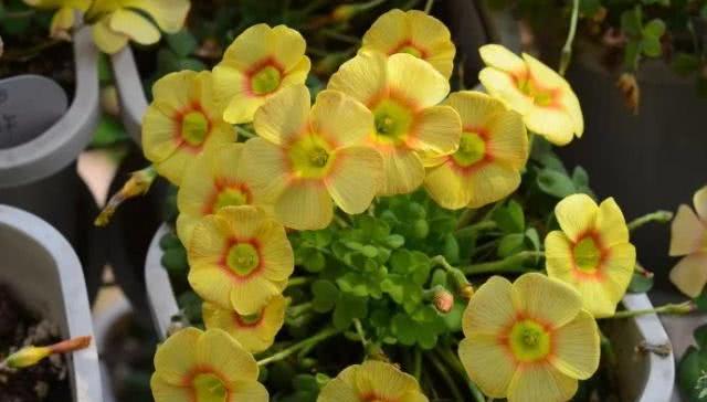 窗台上小盆栽 好看又好养 养花新手的最爱 看点快报